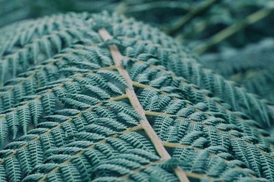 Full frame shot of leaves