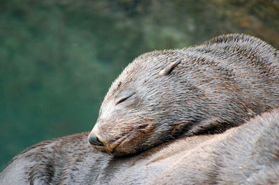 Close-up of animal sleeping