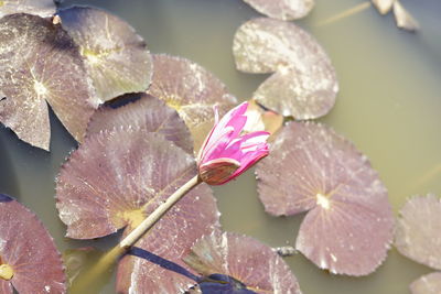 Close-up of lotus water lily in pond