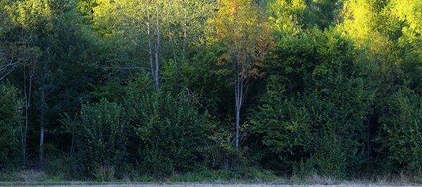Trees in forest