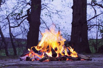 Bonfire on tree