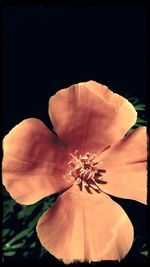 Close-up of flower