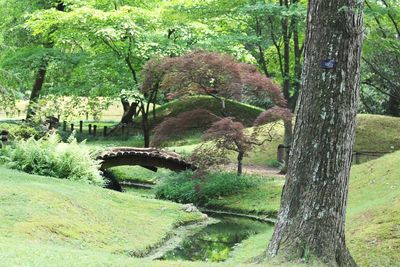 Trees in park