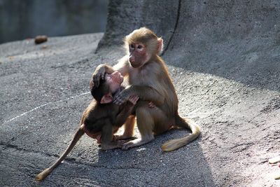 Monkey sitting outdoors