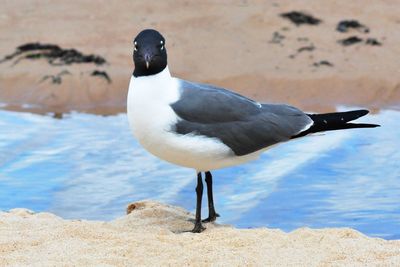 Seagull perching on sand at beach