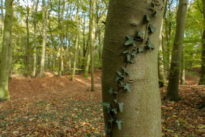 Close-up of tree trunk in forest