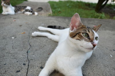 High angle portrait of cat sitting outdoors