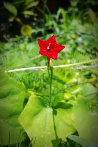 Close-up of red flower blooming outdoors