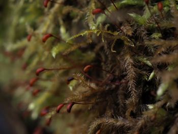 Close-up of insect on plant