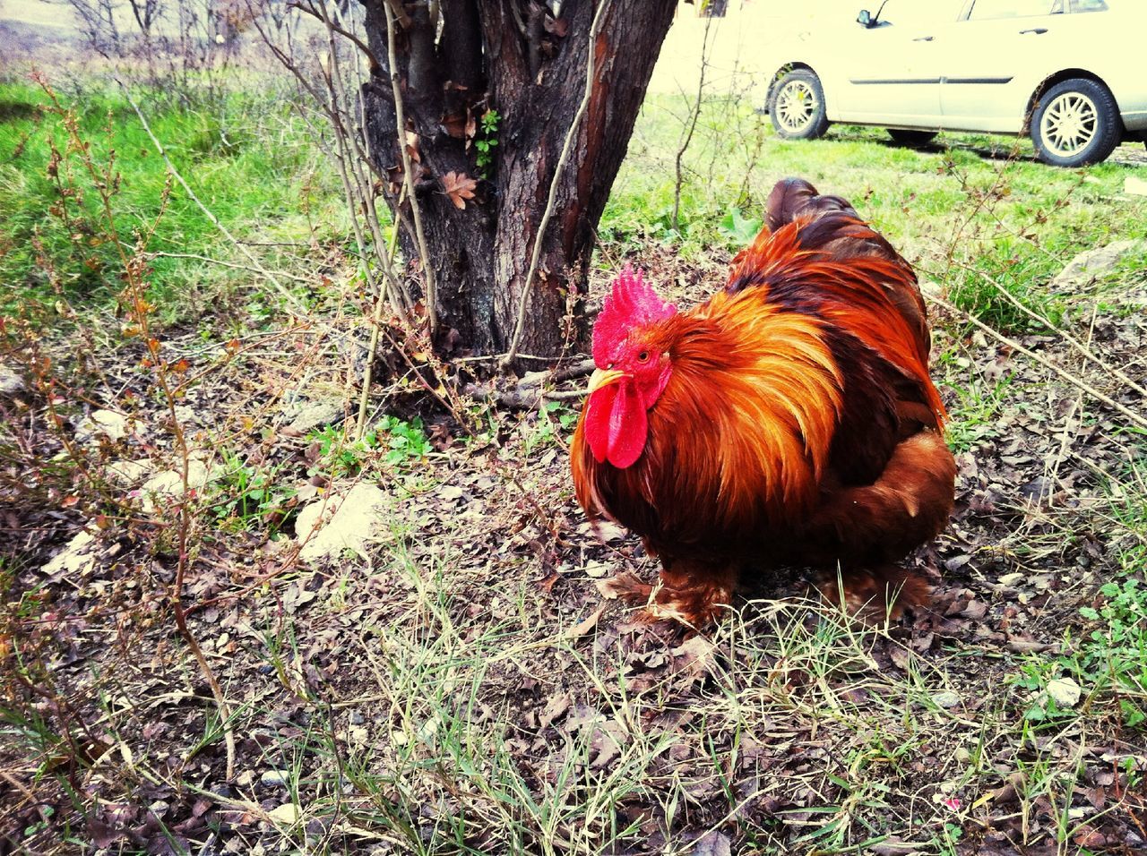 animal themes, bird, livestock, domestic animals, one animal, chicken - bird, rooster, hen, red, grass, field, mammal, animals in the wild, wildlife, animal hair, brown, nature, day, cockerel, outdoors