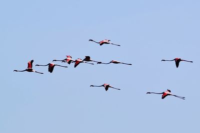 Low angle view of birds flying in sky