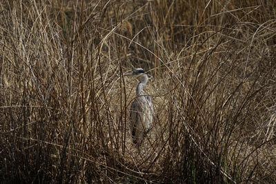 wildlife