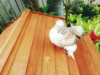 Close-up of bird perching on wood