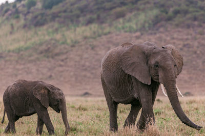 Elephant walking in a farm