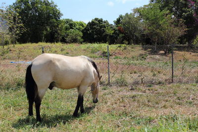 Horse standing on field against trees