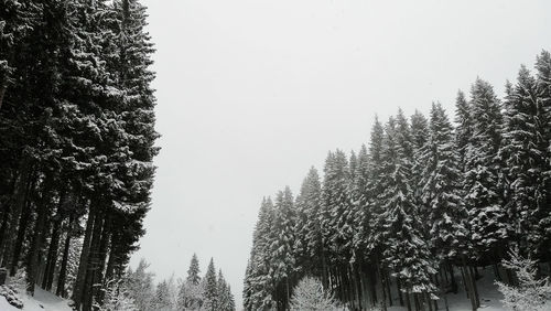 Pine trees in forest against sky during winter