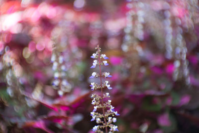 Close-up of pink flowering plant on christmas tree