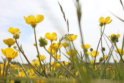 Close-up of yellow flowering plants on field against sky