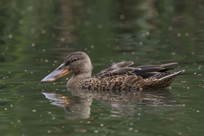 Duck swimming in lake