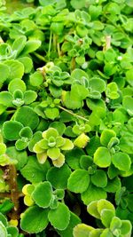 High angle view of leaves on plant in field