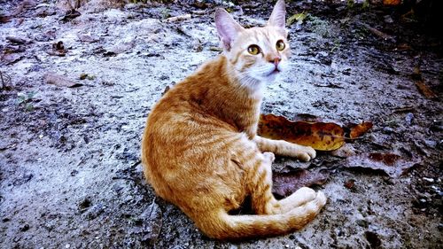 High angle view of ginger cat sitting outdoors