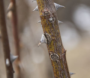 Close-up of bird perching on tree trunk