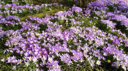 Purple flowers on field