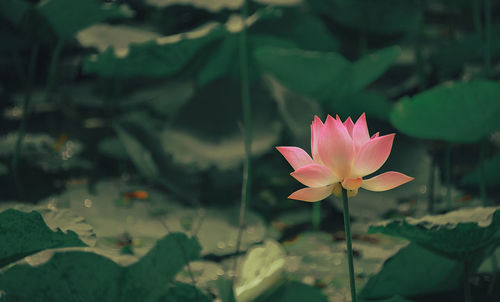 Close-up of pink lotus water lily in pond