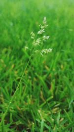 Close-up of plants growing on field