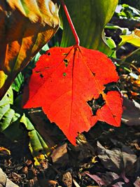 Close-up of maple leaves