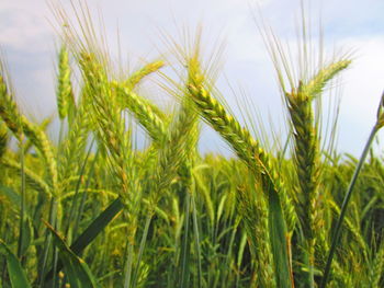 Close-up of wheat growing on field against sky