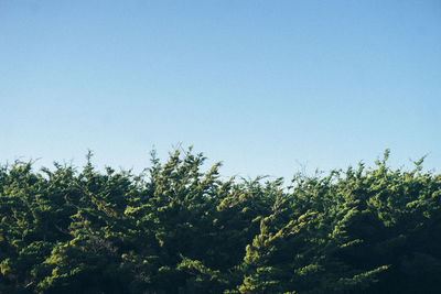 Low angle view of plants against clear blue sky