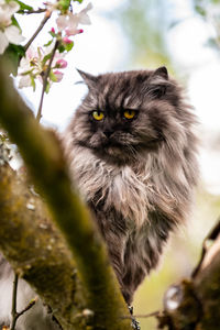 Portrait of a cat