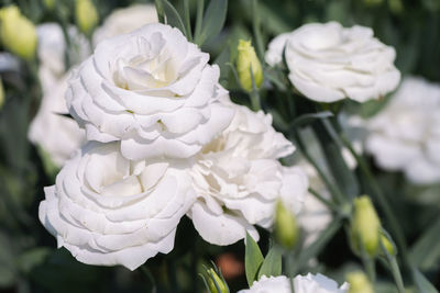 Close-up of white roses in park