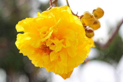 Close-up of yellow flowering plant