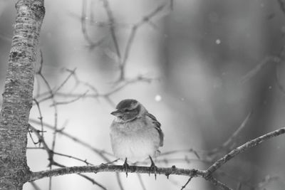 Bird perching on branch during winter