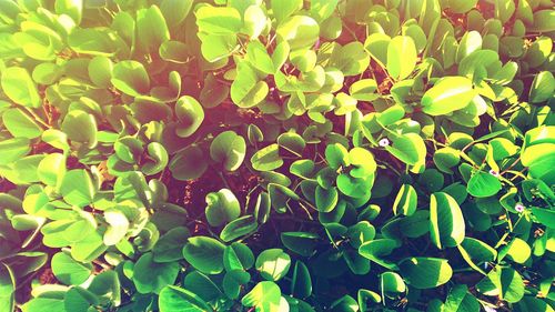 Full frame of leaves