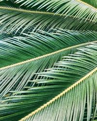 Full frame shot of palm leaves