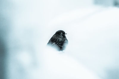 Close-up of bird perching on snow against sky