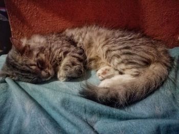 Close-up of cat sleeping