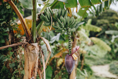 Close-up of a plant