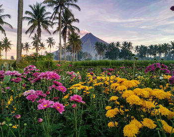 Scenic view of pink flowering plants on field against sky