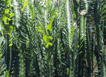 Full frame shot of bamboo plants