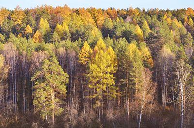 Pine trees in forest during autumn