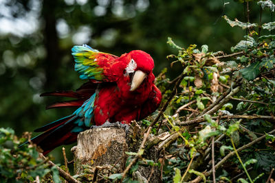 Close-up of parrot perching on tree