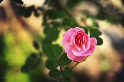 Close-up of pink rose