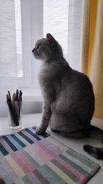 Cat sitting on table at home