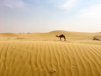 Man on sand dune in desert against clear sky