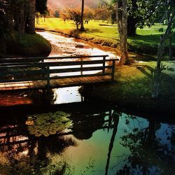 Reflection of trees in pond