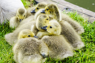 Close-up of goslings on grass